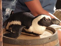 /album/ocealife/dscn6196-mother-jpg/